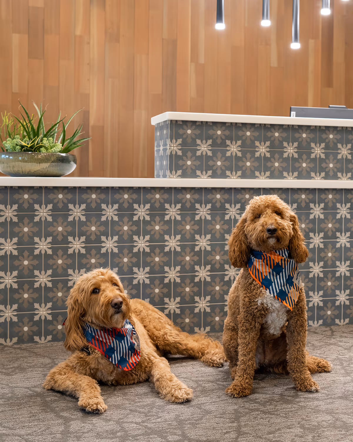 Two curly-haired dogs wearing colorful bandanas, one lying down and the other sitting, in front of a reception desk with patterned blue and white tiles and a wooden wall background with hanging lights and a plant on the counter.
