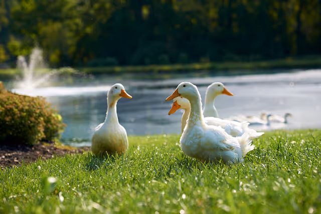 A group of white ducks standing on green grass near a pond with a water fountain in the background, surrounded by trees and bushes.