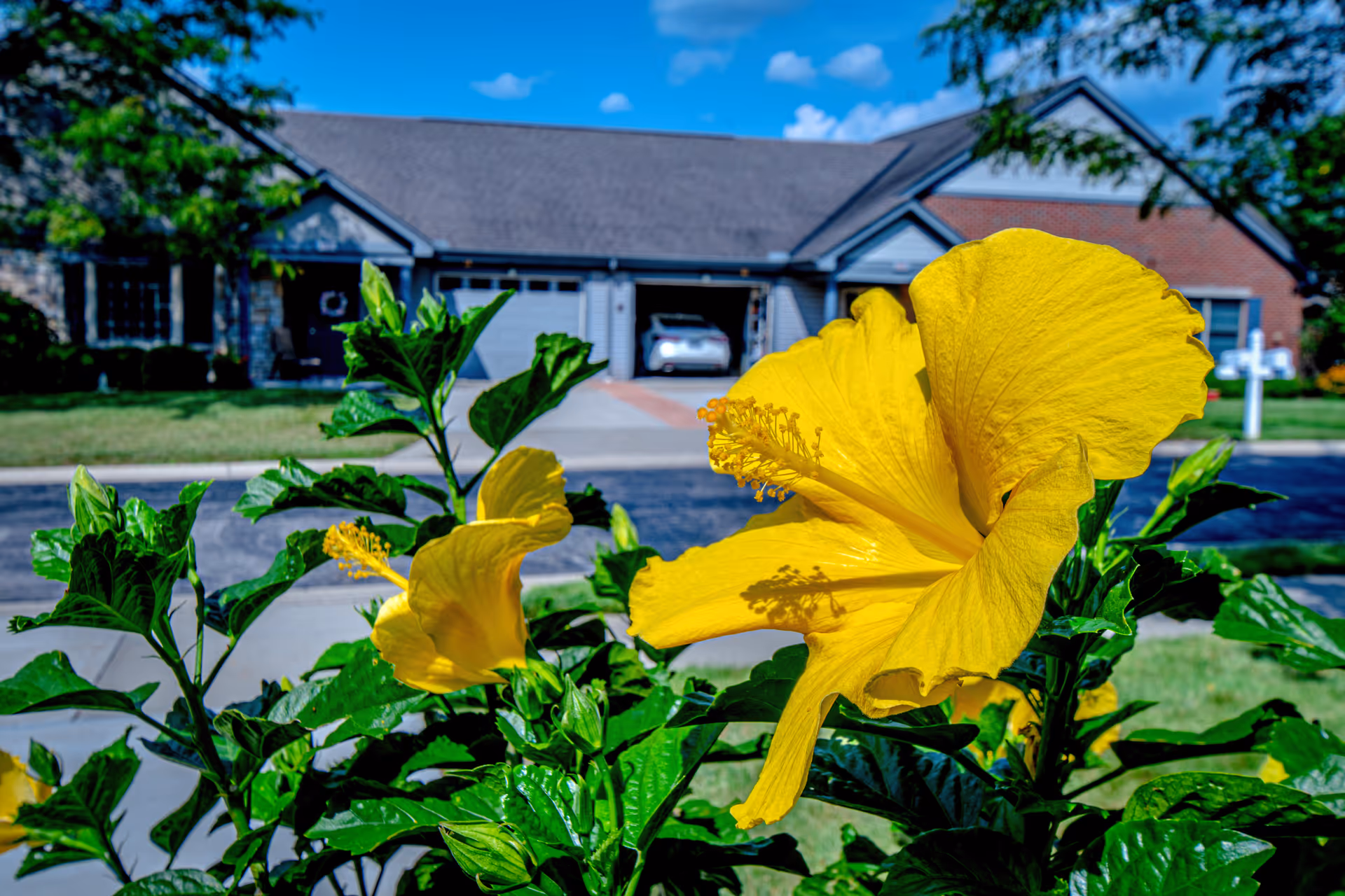 Close-up of bright yellow hibiscus flowers with green leaves in the foreground, and a residential building with garages and a driveway in the background under a blue sky with some clouds.