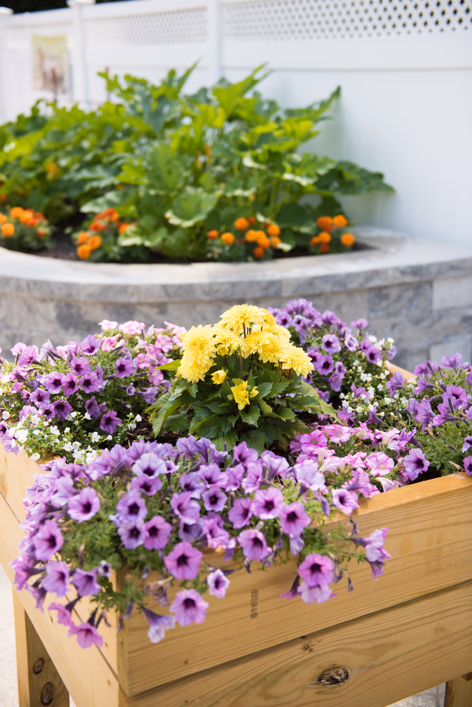 A raised wooden planter box filled with blooming purple and yellow flowers, with a stone planter and green leafy plants in the background.