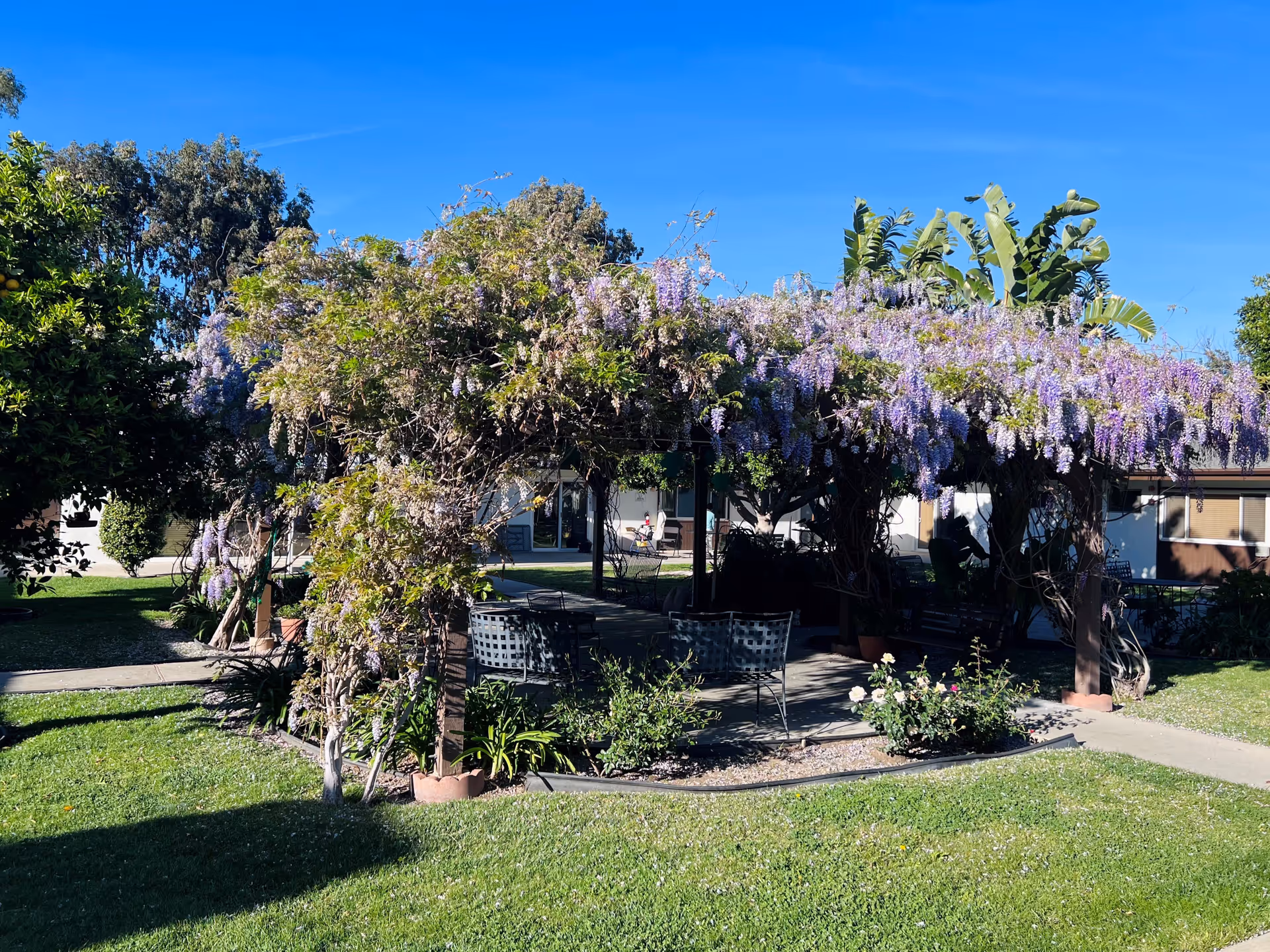 Outdoor garden area with a pergola covered in purple flowering vines. There are several chairs and a table under the pergola, surrounded by green grass, plants, and trees under a clear blue sky.