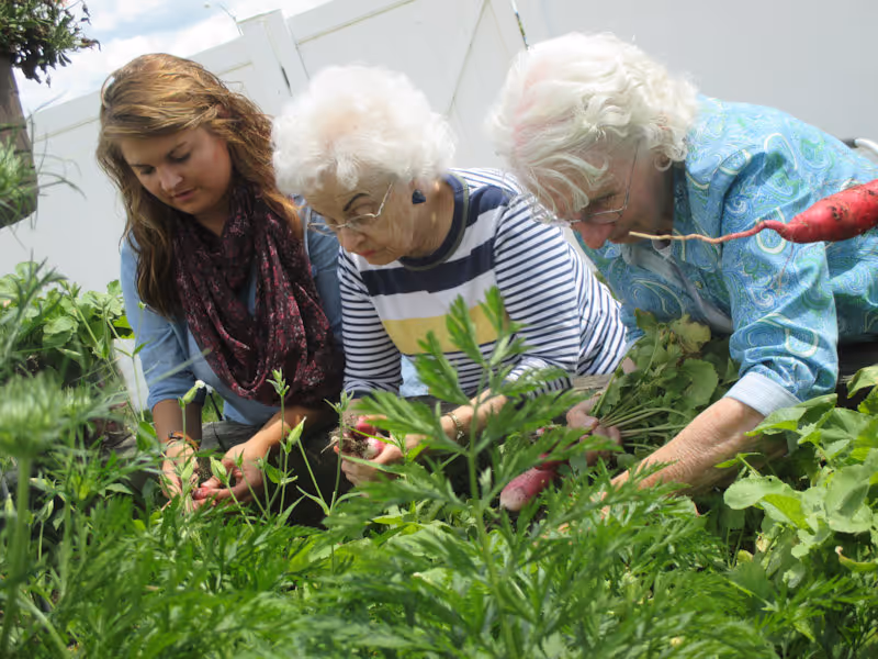 Three women, two elderly and one younger, are gardening together outdoors, harvesting red root vegetables among green plants.