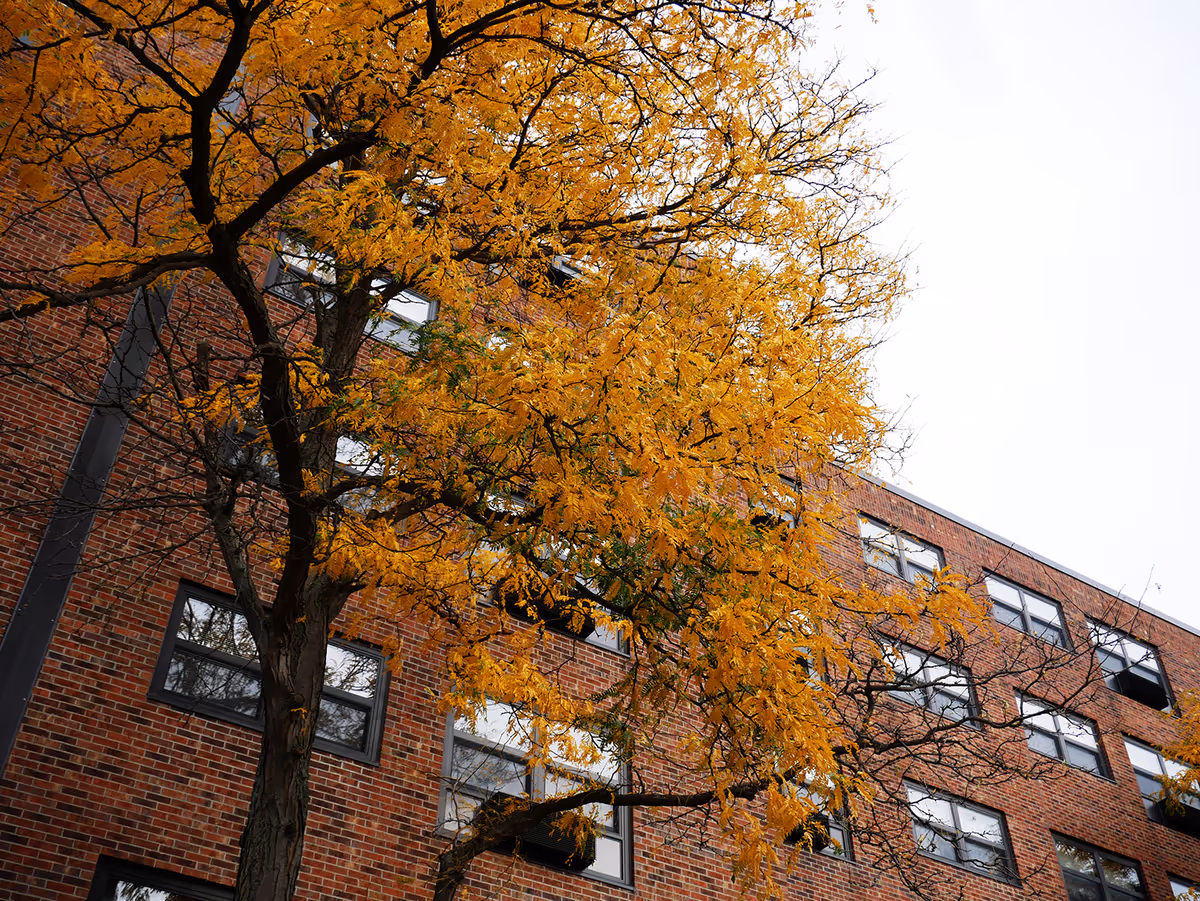 View of a brick building with multiple windows partially obscured by a tree with yellow autumn leaves in the foreground under an overcast sky.