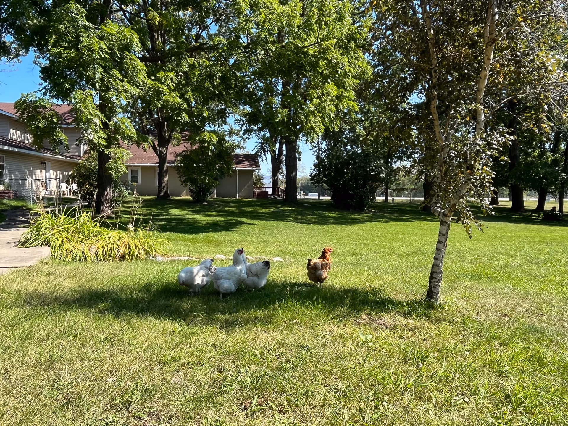 Sunny grassy yard with trees and several chickens walking near a light-colored residential building.