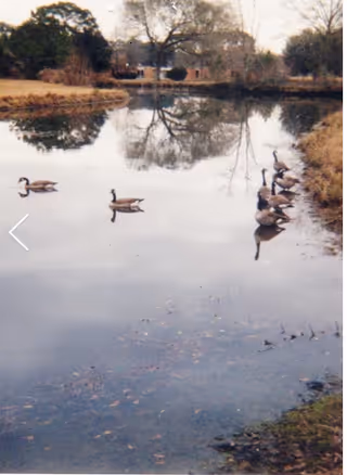 A calm pond with several ducks swimming and standing near the water's edge, surrounded by grass and trees with bare branches, reflecting on the water surface.