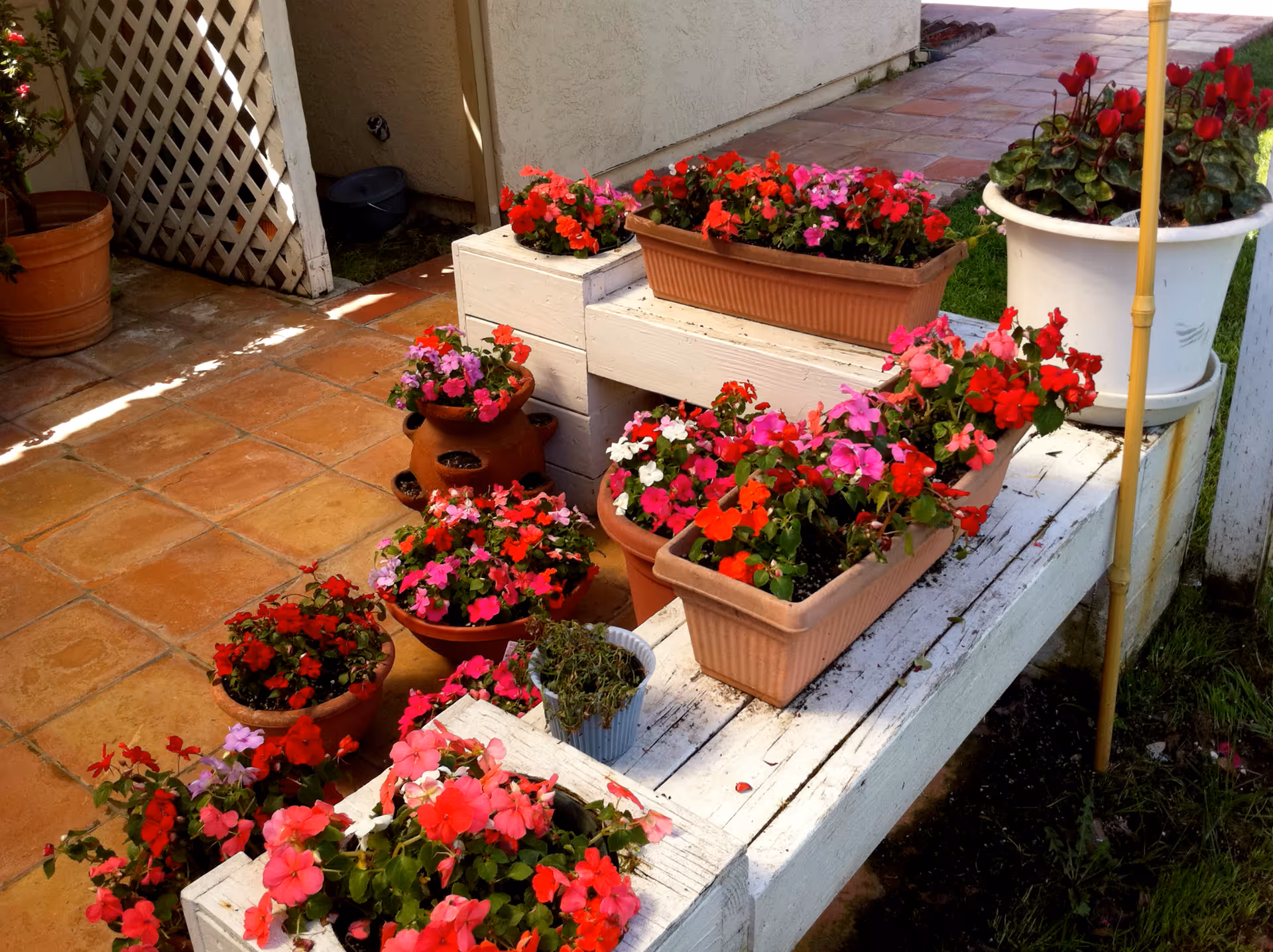 A variety of colorful flowering plants in pots and planters arranged on a white wooden bench and on a tiled patio next to a building wall. The flowers are mostly red, pink, and purple, and the scene is outdoors with some greenery visible in the background.