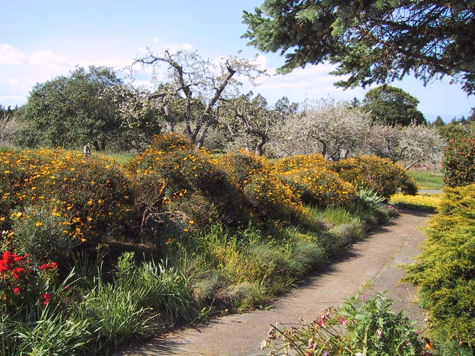 A garden path surrounded by lush greenery and flowering bushes with yellow and red flowers, trees in the background under a partly cloudy sky.