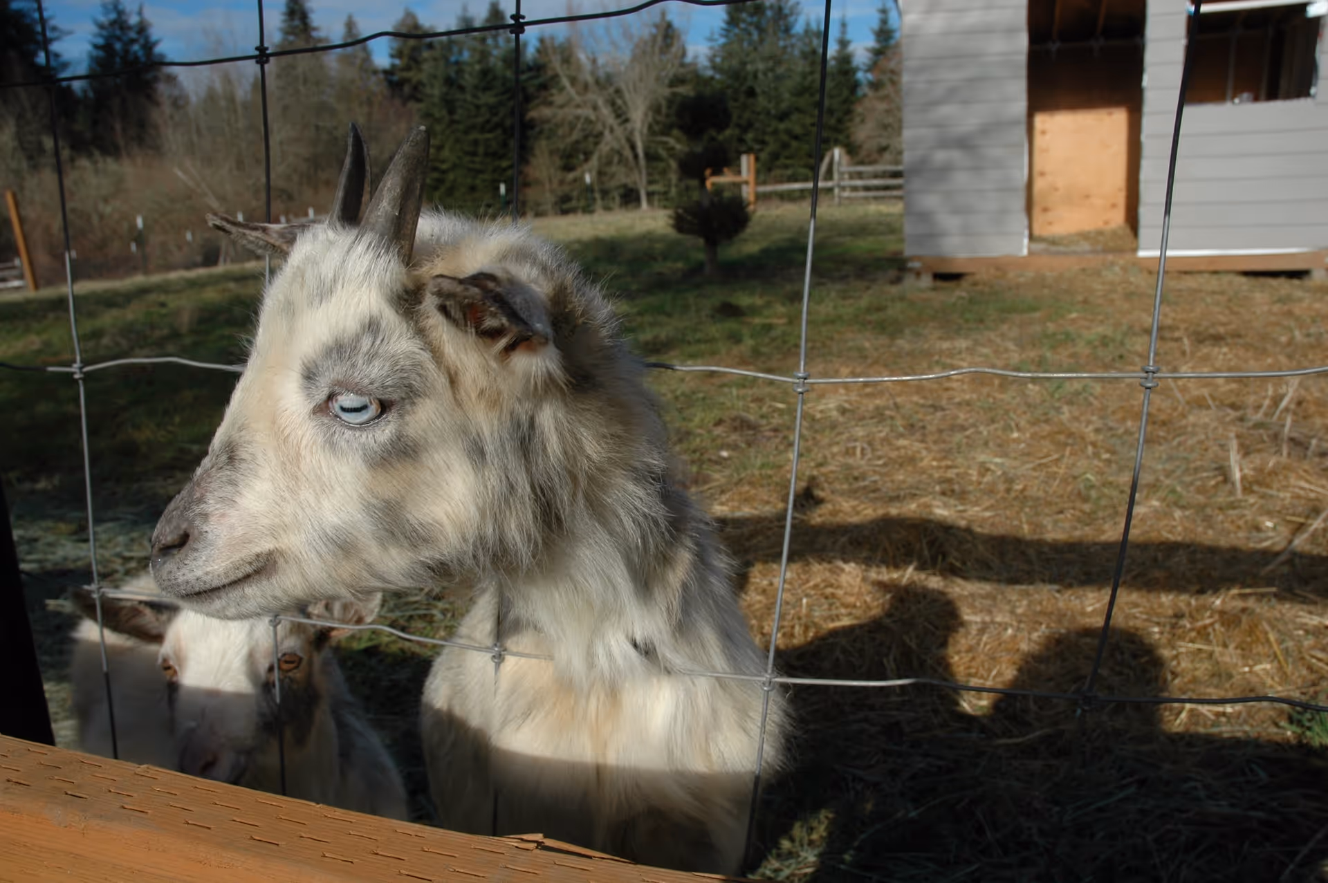 Two goats behind a wire fence in an outdoor pen with a small shed in the background.