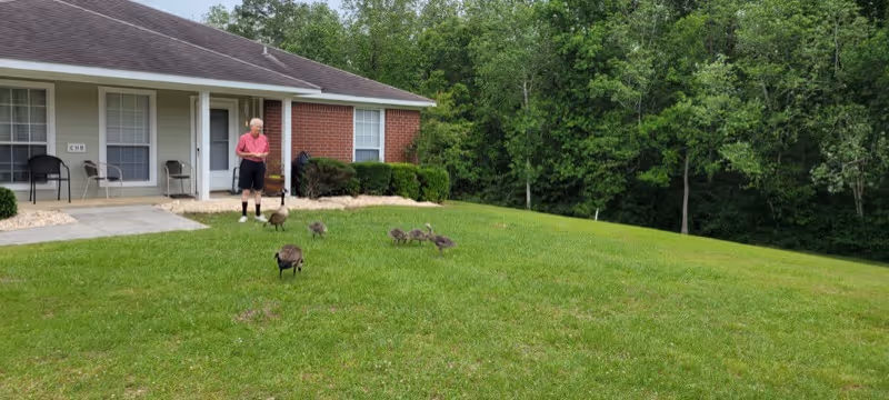 An elderly man standing on a grassy lawn in front of a brick building with white doors and windows. Several geese are scattered on the grass nearby. Trees and greenery are visible in the background.