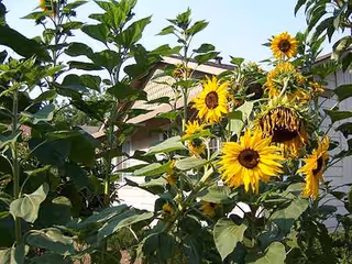 Sunflowers and greenery frame the exterior of Mt Vernon Gardens Residential Care Facility.
