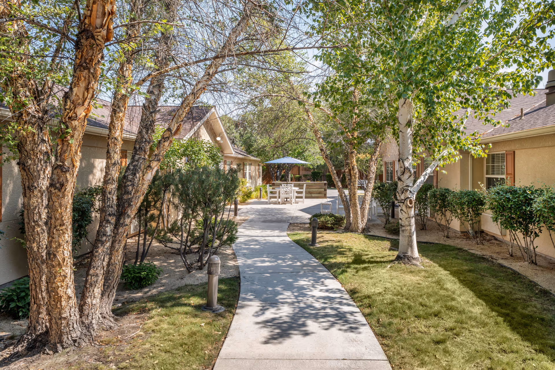 Sunlit courtyard walkway lined with birch trees and shrubs leading to outdoor seating with an umbrella between single-story buildings.
