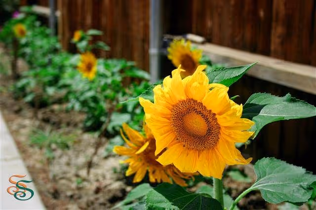 Close-up of a bright yellow sunflower in a garden bed with a wooden fence in the background.