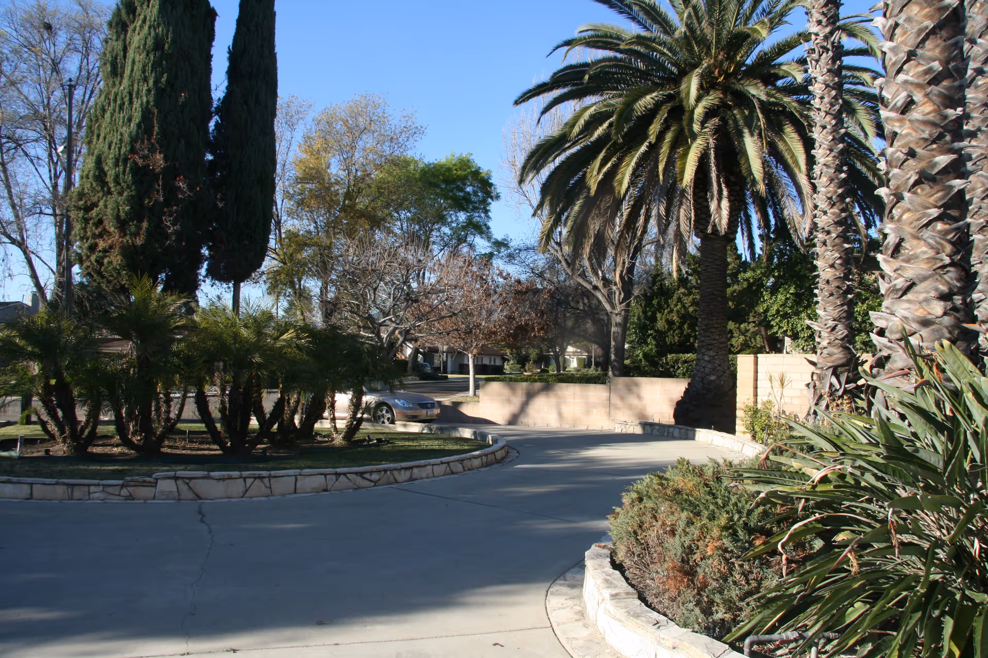 Curved driveway surrounded by various trees and shrubs, including tall palm trees and cypress trees, under a clear blue sky in an outdoor garden area.