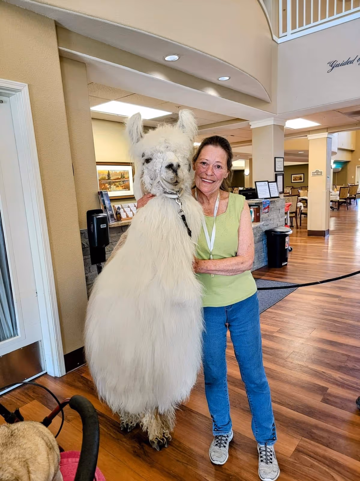 A smiling woman in a green sleeveless top and blue jeans stands indoors on a wooden floor, hugging a large white llama. The setting appears to be a senior living facility with a reception desk and seating area in the background.