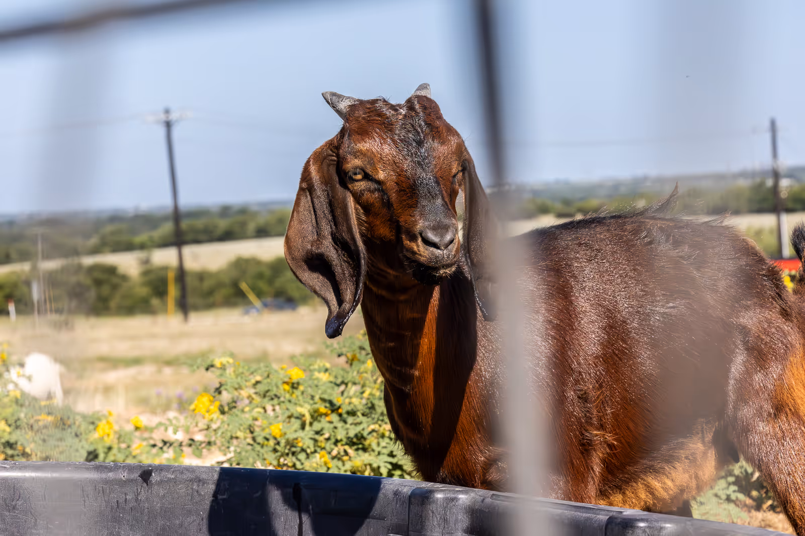 A brown goat with long ears standing outdoors near a black water trough, with a rural landscape and yellow flowers in the background.