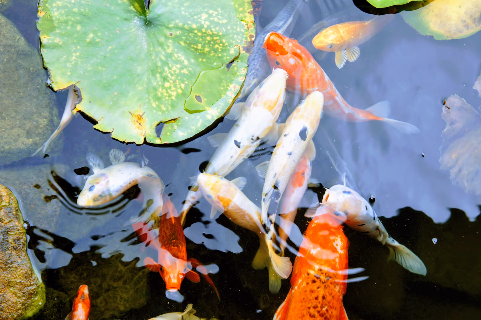 A group of colorful koi fish swimming in a pond with green lily pads and rocks visible underwater.