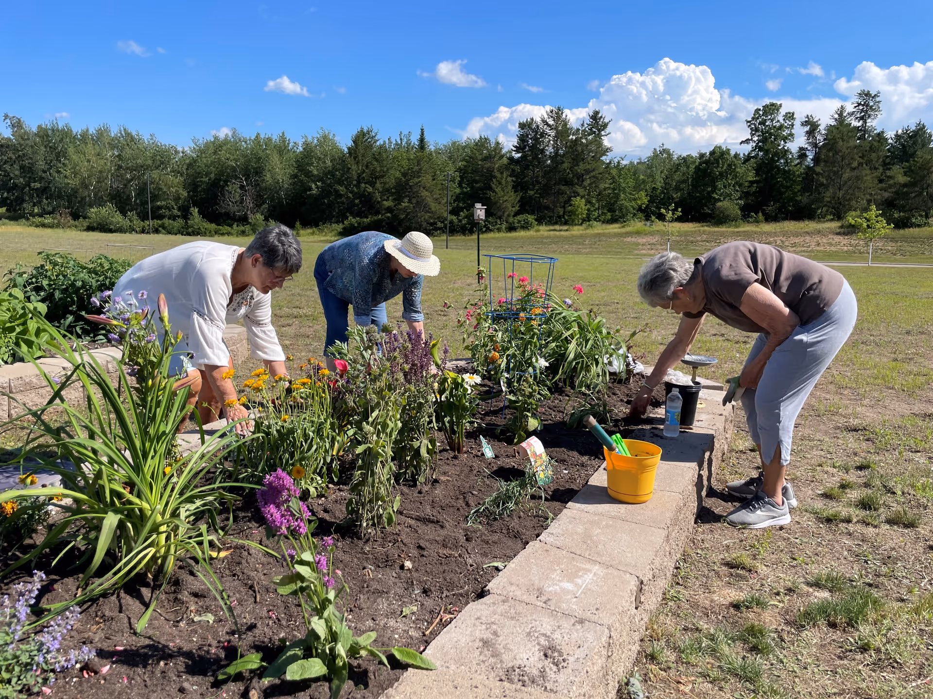 Three elderly women gardening in a flower bed outdoors on a sunny day. They are tending to various colorful flowers and plants, with gardening tools and a yellow bucket nearby. The background shows a grassy field and trees under a blue sky with some clouds.