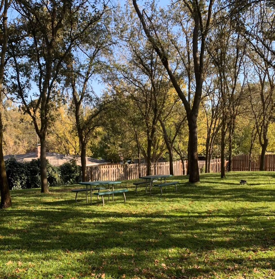 Shaded grassy outdoor area with picnic tables beneath trees and a wooden fence in the background.