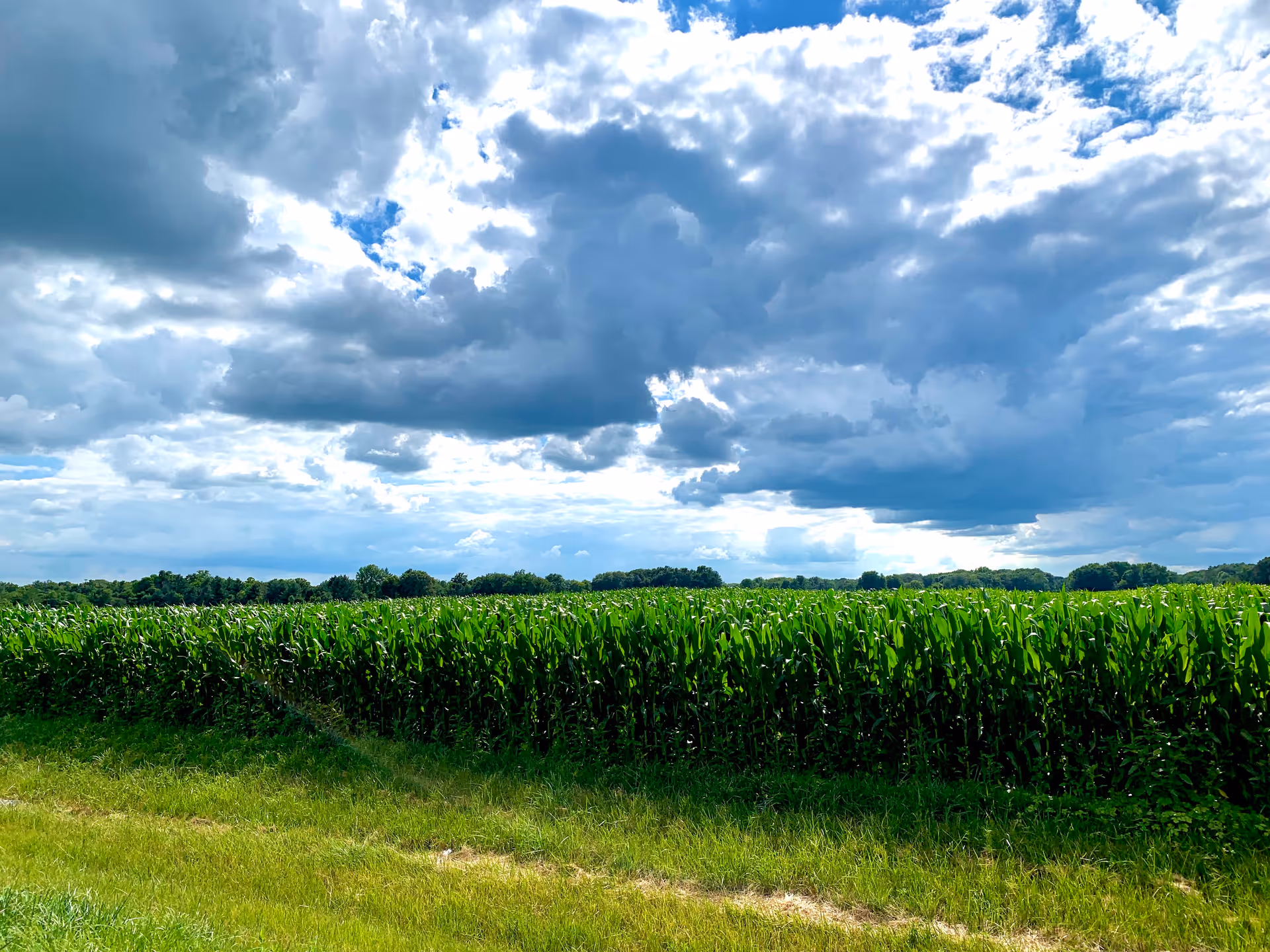 A wide green cornfield with a grassy foreground under a dramatic partly cloudy sky.