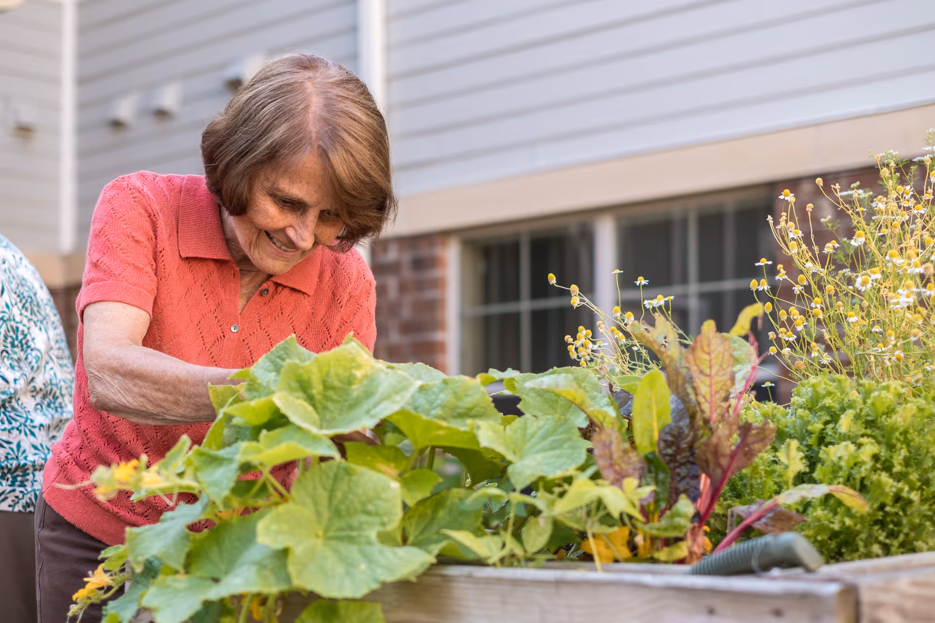 An elderly woman wearing a coral short-sleeve sweater is tending to a raised garden bed filled with various green leafy plants and flowers outside a building.