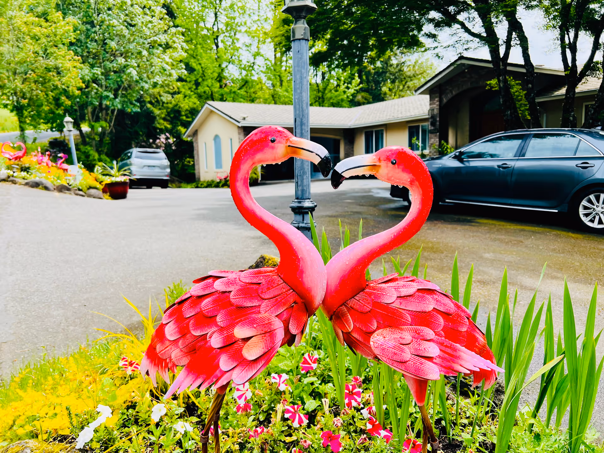Two bright pink flamingo garden statues facing each other with their necks curved to form a heart shape, surrounded by colorful flowers and greenery in front of a residential building with parked cars and trees in the background.