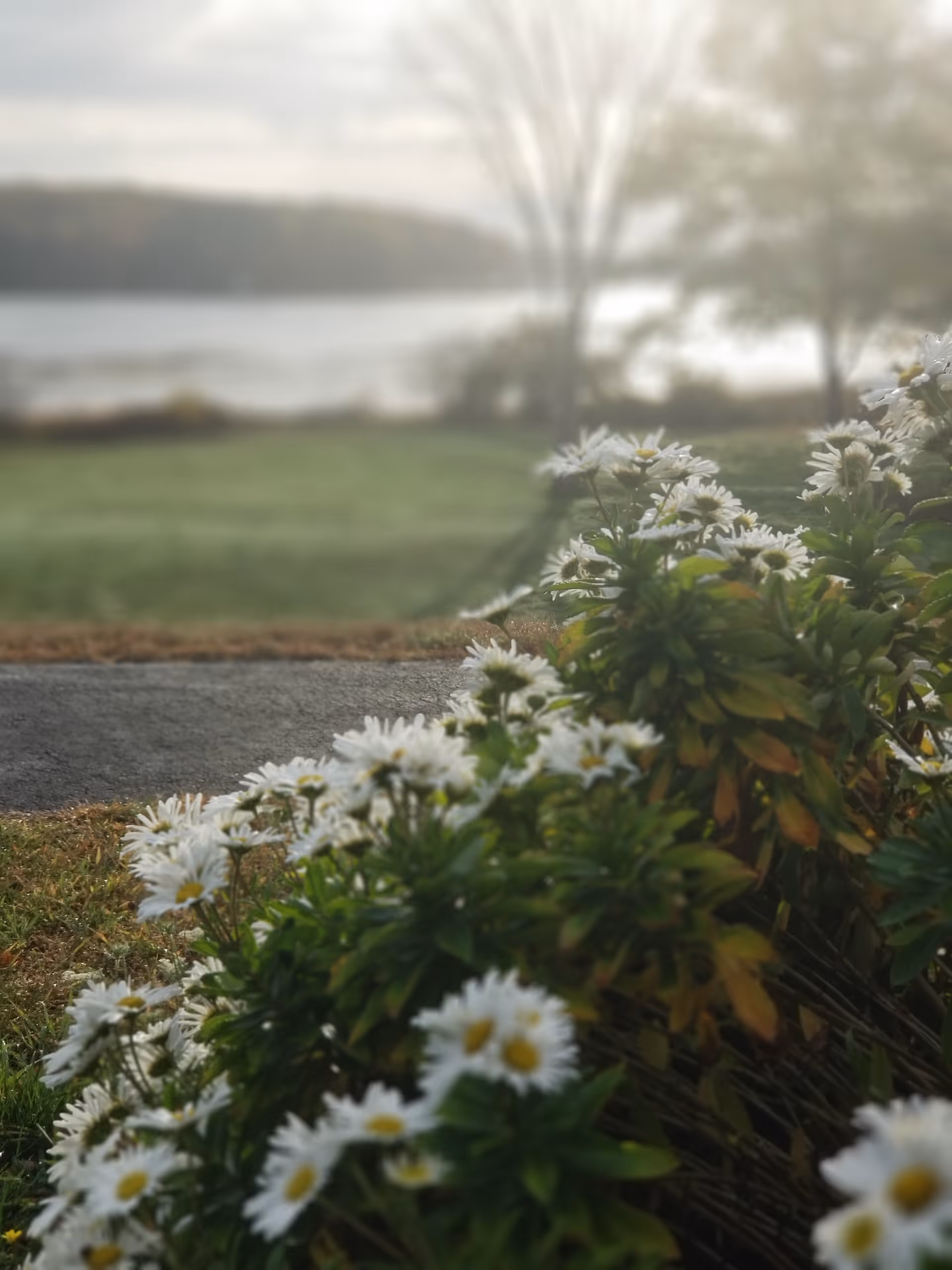 Close-up view of white daisies with green leaves in the foreground, a paved path behind them, and a blurred background showing a grassy area, trees, and a body of water under a cloudy sky.