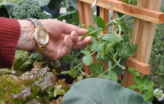 A close-up of an elderly person's hand wearing a wristwatch and a red sweater, gently touching green pea plants growing on a wooden trellis in a garden with other leafy vegetables visible.