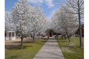 Pathway leads to a senior living facility entrance framed by blooming trees.