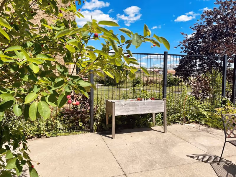 Sunlit outdoor patio with a raised wooden planter, leafy branches bearing red berries, a metal fence and blue sky.