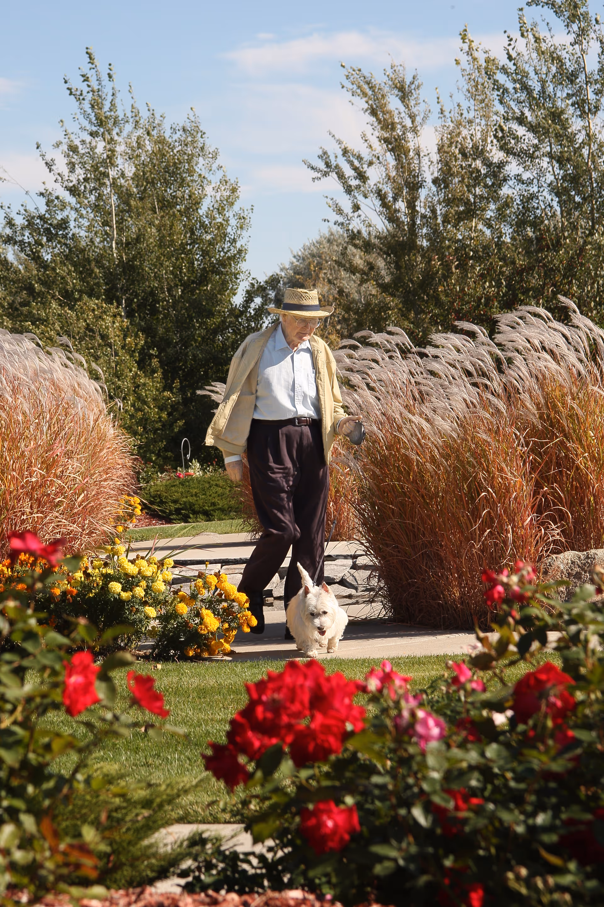 An elderly man wearing a straw hat, light-colored jacket, and dark pants walks a small white dog on a leash along a garden path surrounded by colorful flowers and tall grasses under a blue sky.