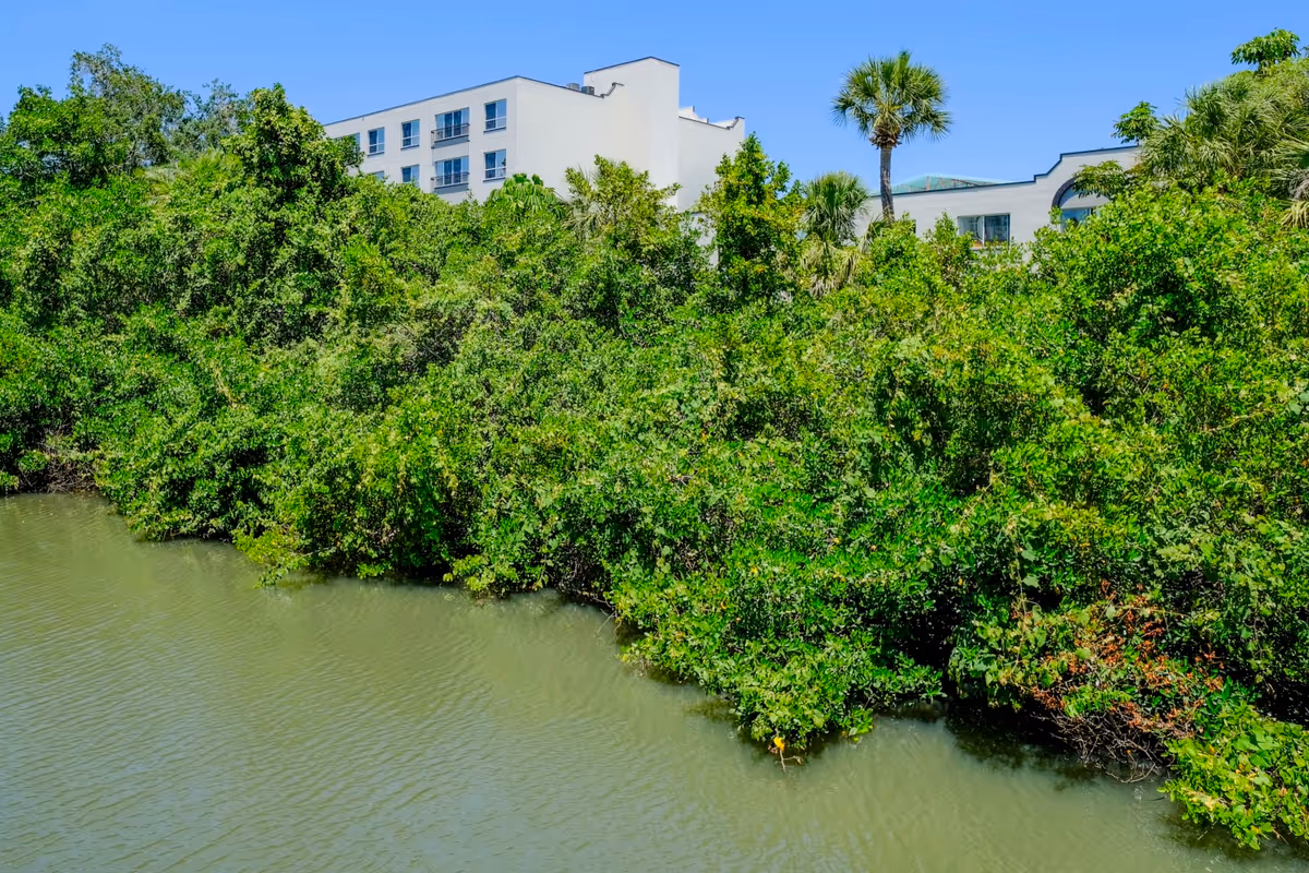 Dense green shoreline vegetation and water with a white multi-story building and a palm tree visible behind the trees under a blue sky.