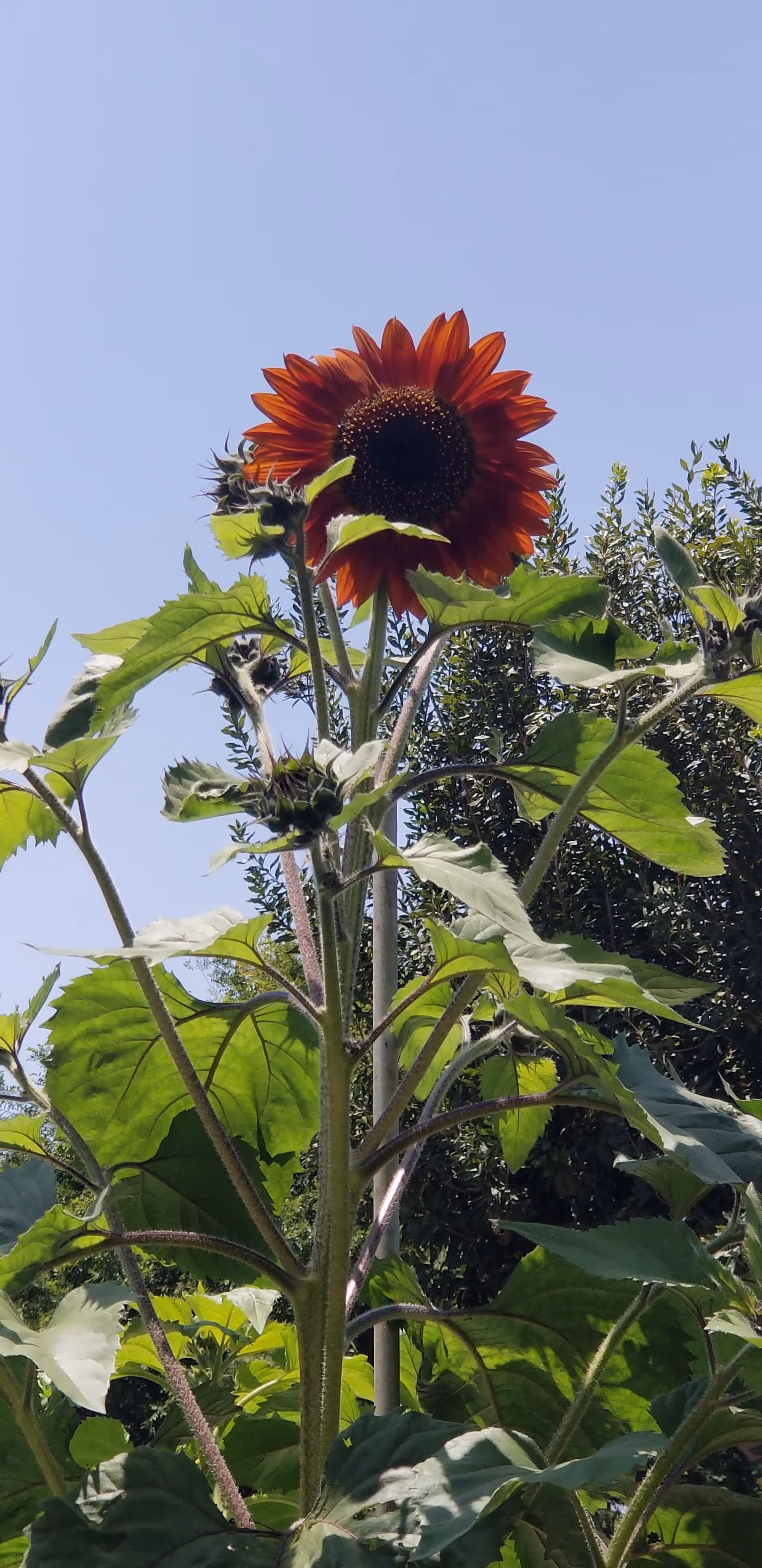 A tall sunflower with reddish-orange petals and a dark center standing among green leaves and plants under a clear blue sky.