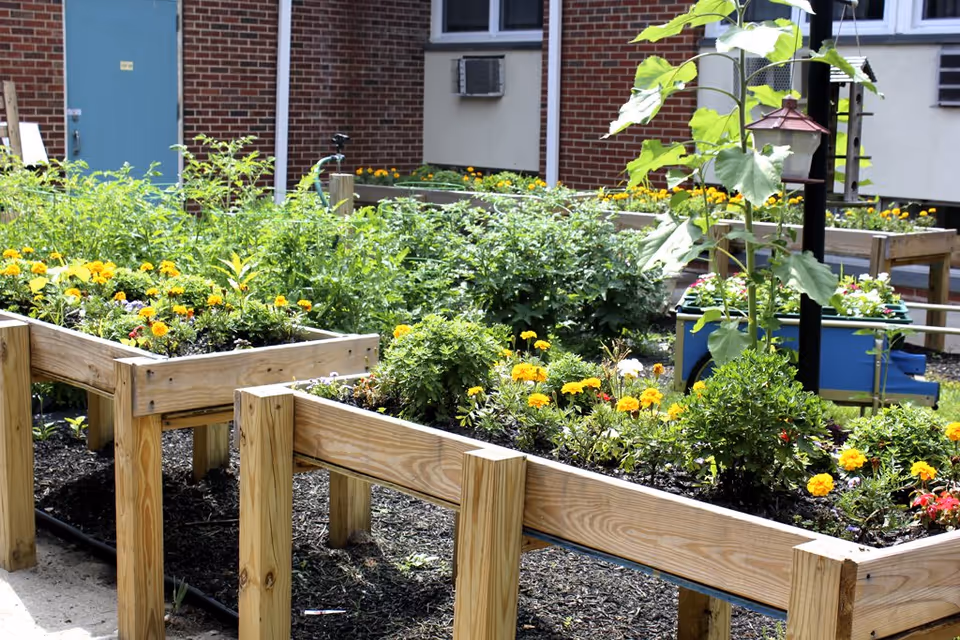 Raised wooden garden beds filled with various green plants and yellow flowers in an outdoor garden area next to a brick building with windows and a blue door.