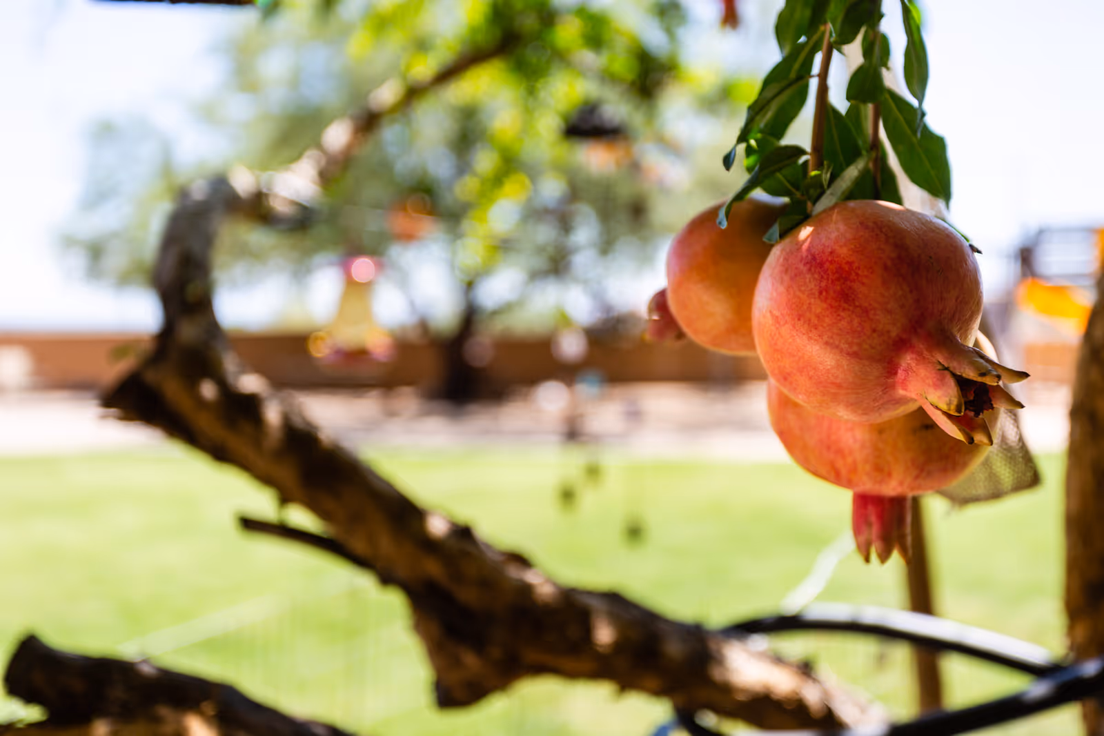 Close-up of ripe pomegranates hanging from a tree branch with a blurred green lawn and garden background.