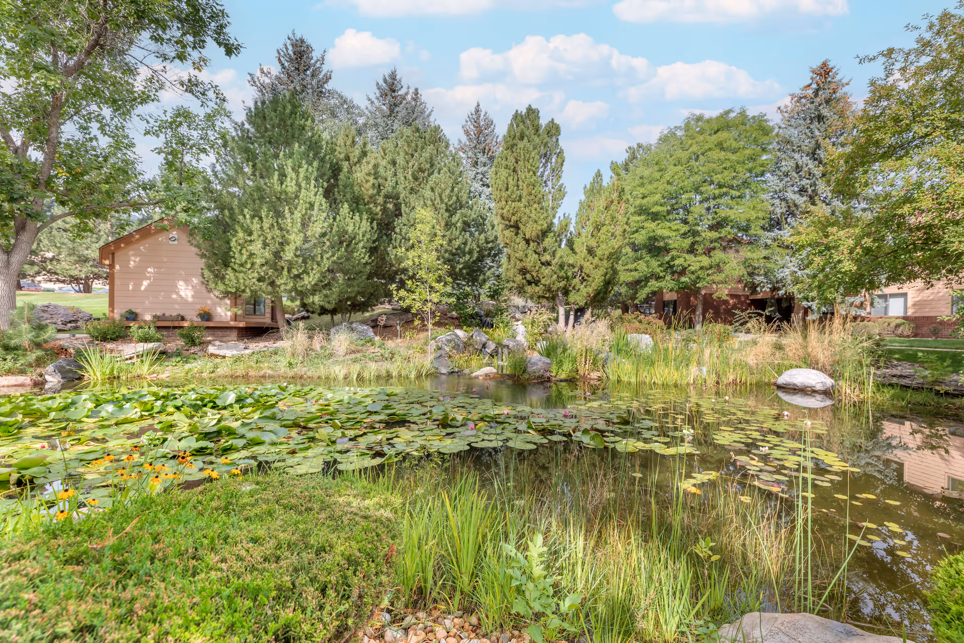 A serene outdoor scene at Brookdale Meridian Boulder featuring a pond covered with lily pads and surrounded by lush greenery, trees, and shrubs. In the background, there are residential buildings partially visible among the trees under a partly cloudy sky.