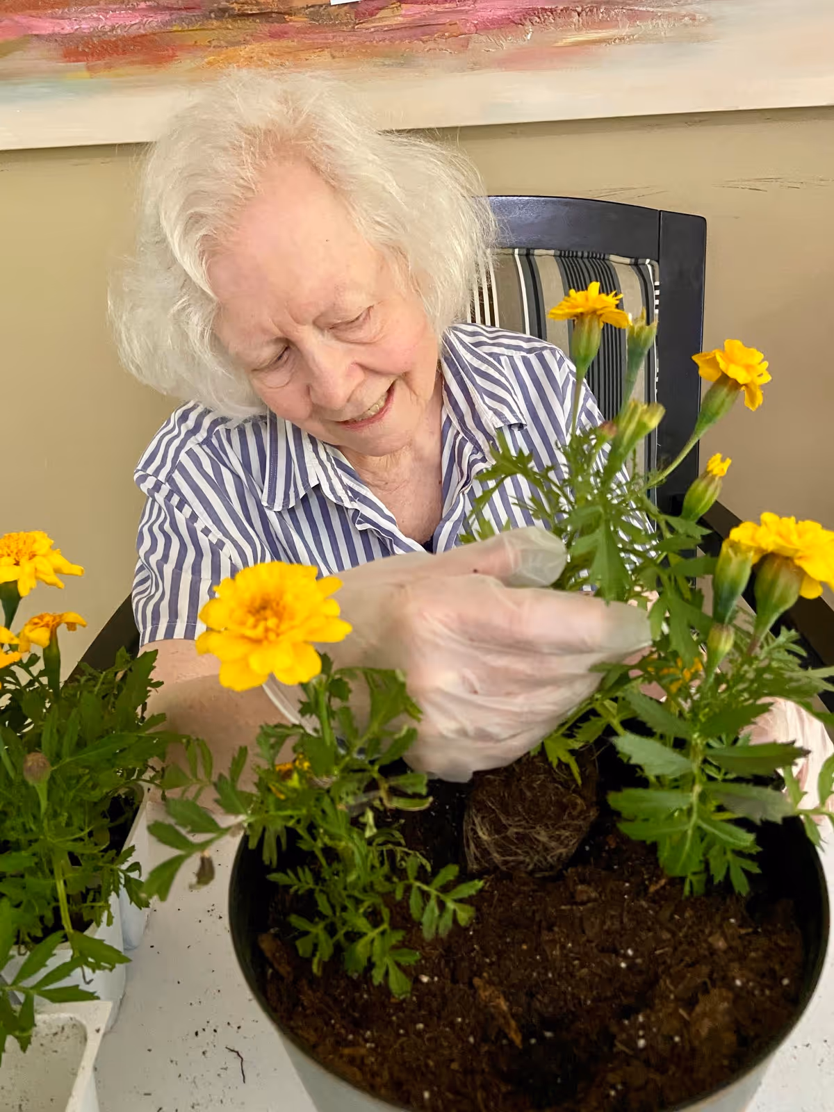 An elderly woman with white hair wearing a striped shirt and gloves is smiling while planting yellow flowers in a pot filled with soil indoors.