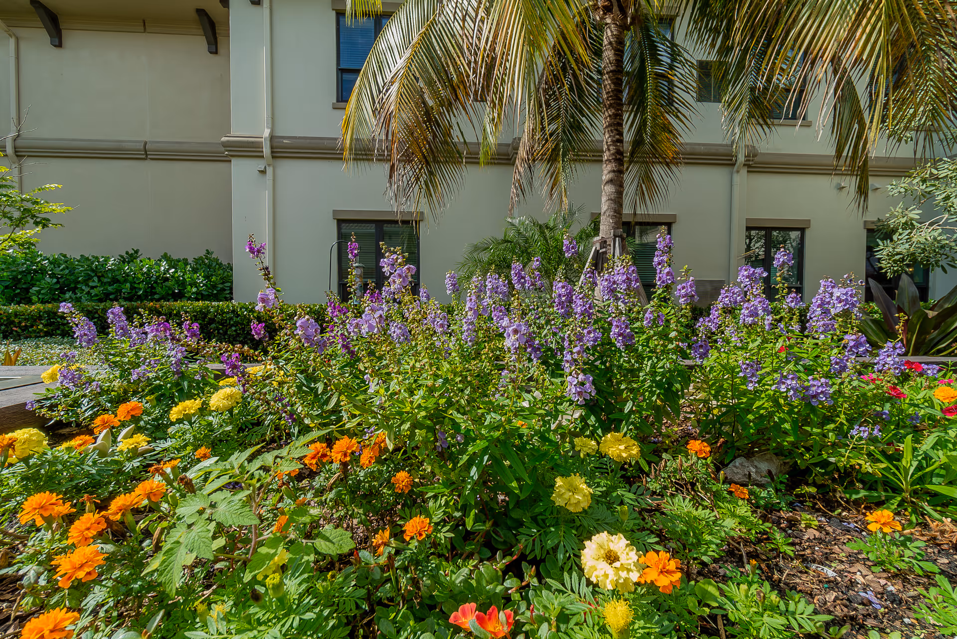 Colorful flower bed with orange, yellow, and purple blooms and a palm tree in front of a senior living building.
