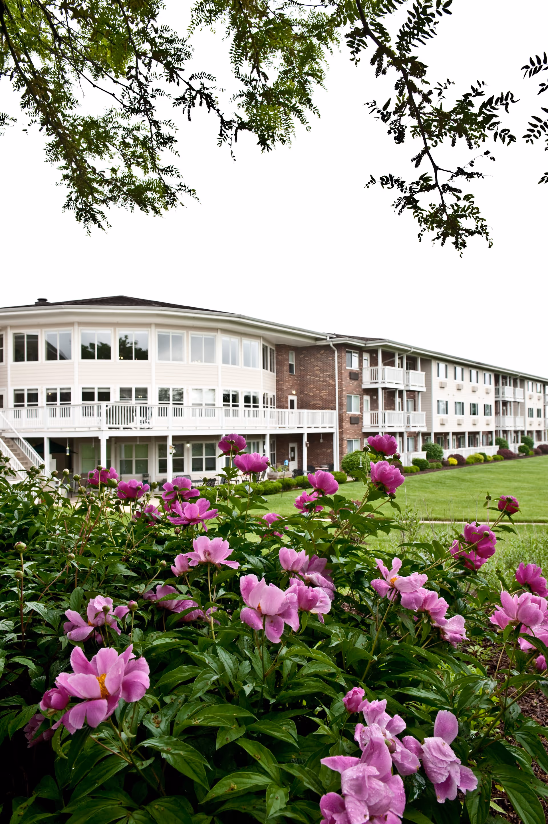 View of a multi-story assisted living facility building with white and brick exterior, surrounded by green lawn and vibrant pink flowers in the foreground, with tree branches framing the top of the image.