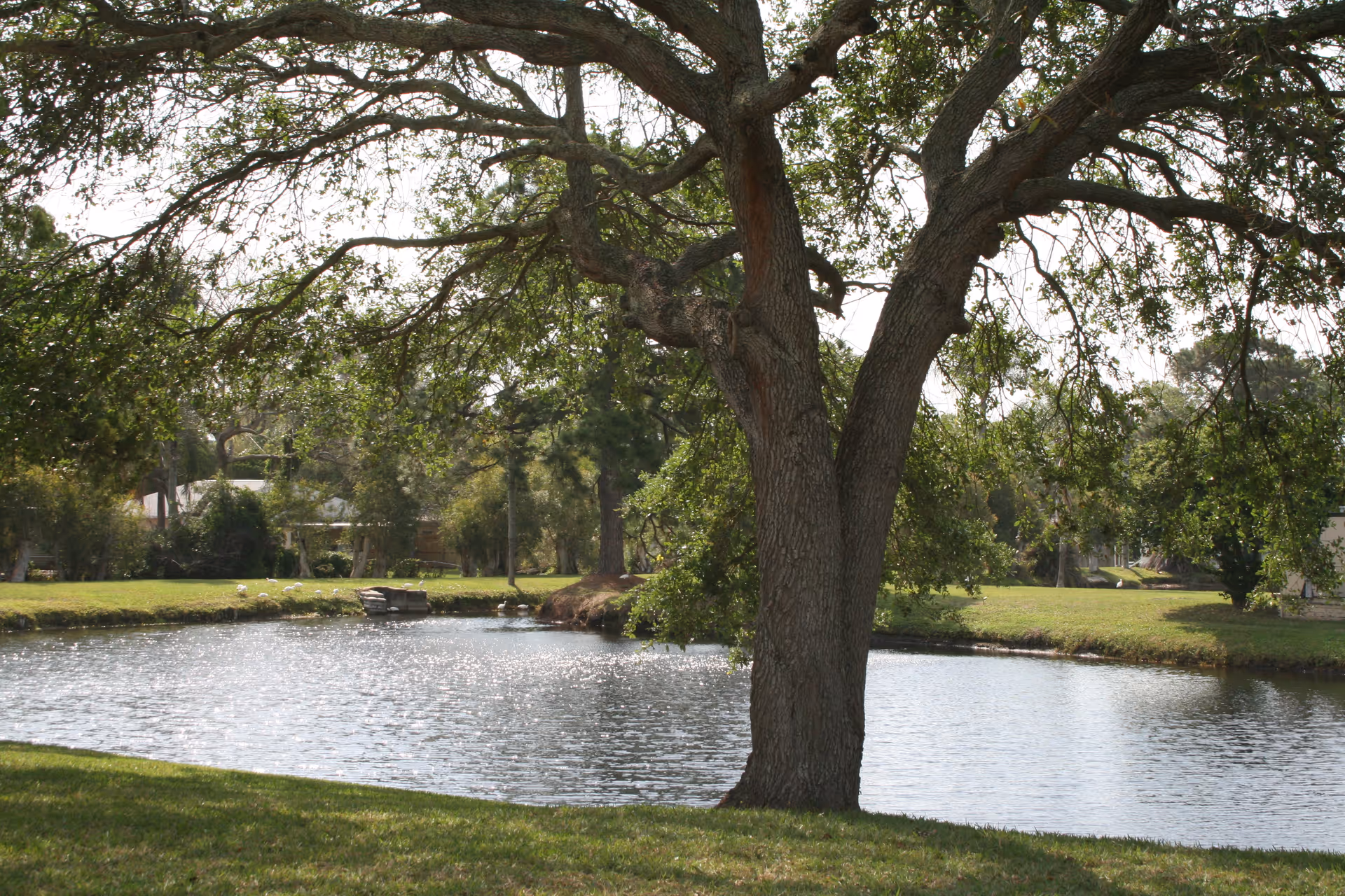 A large tree with sprawling branches stands beside a calm pond surrounded by green grass and other trees in the background under a bright sky.
