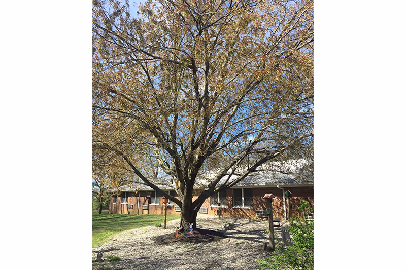 A large tree with sparse leaves stands in front of a single-story brick building under a clear blue sky. The ground around the tree is covered with gravel and some small plants. The building has several windows and a white roof.