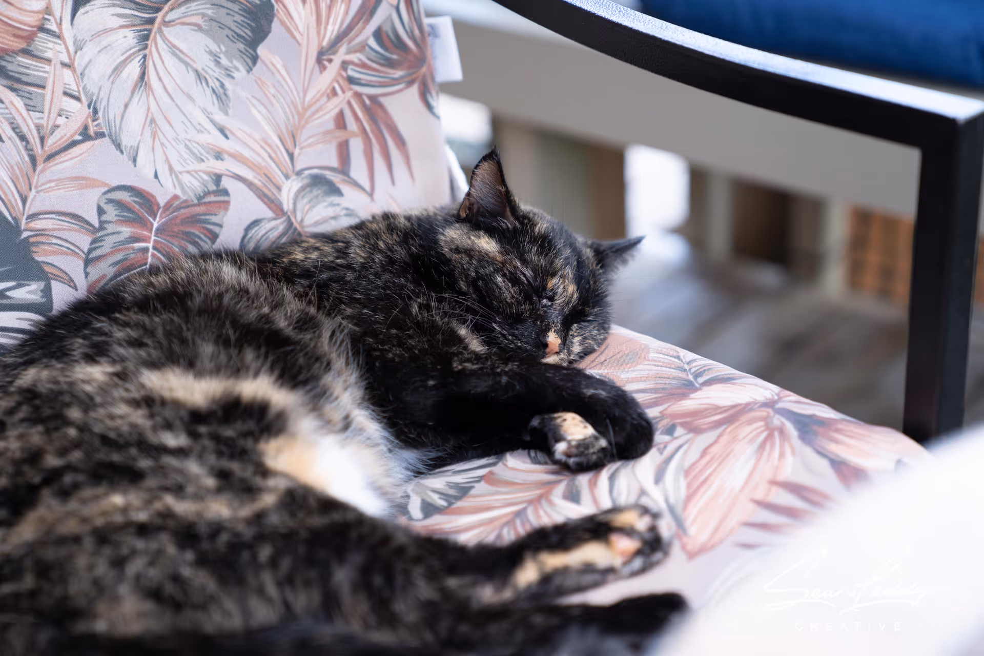 A tortoiseshell cat sleeping curled up on a patterned cushioned chair.