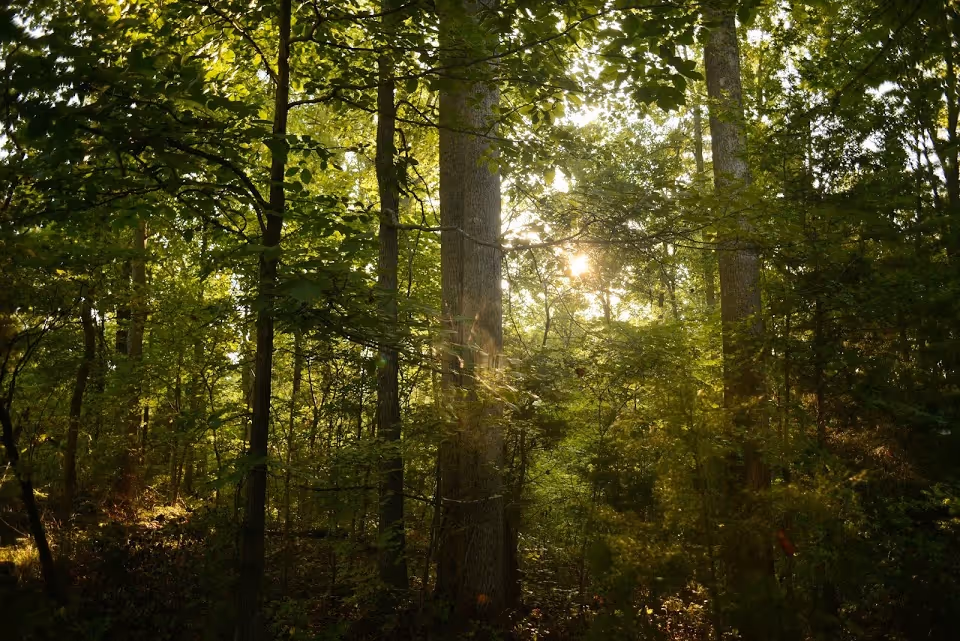 Sunlight filtering through dense green trees in a forested area with various shrubs and undergrowth.