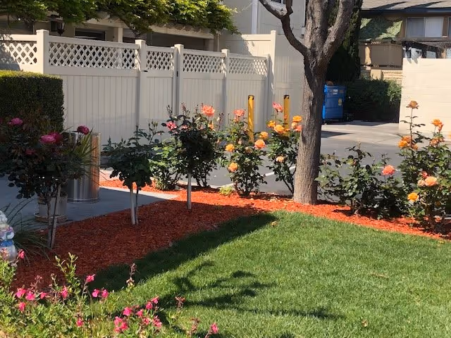 A landscaped outdoor area with green grass, blooming rose bushes with pink and orange flowers, a tree, and a white lattice fence in the background. There is a trash can and a blue dumpster visible near a paved area behind the fence.