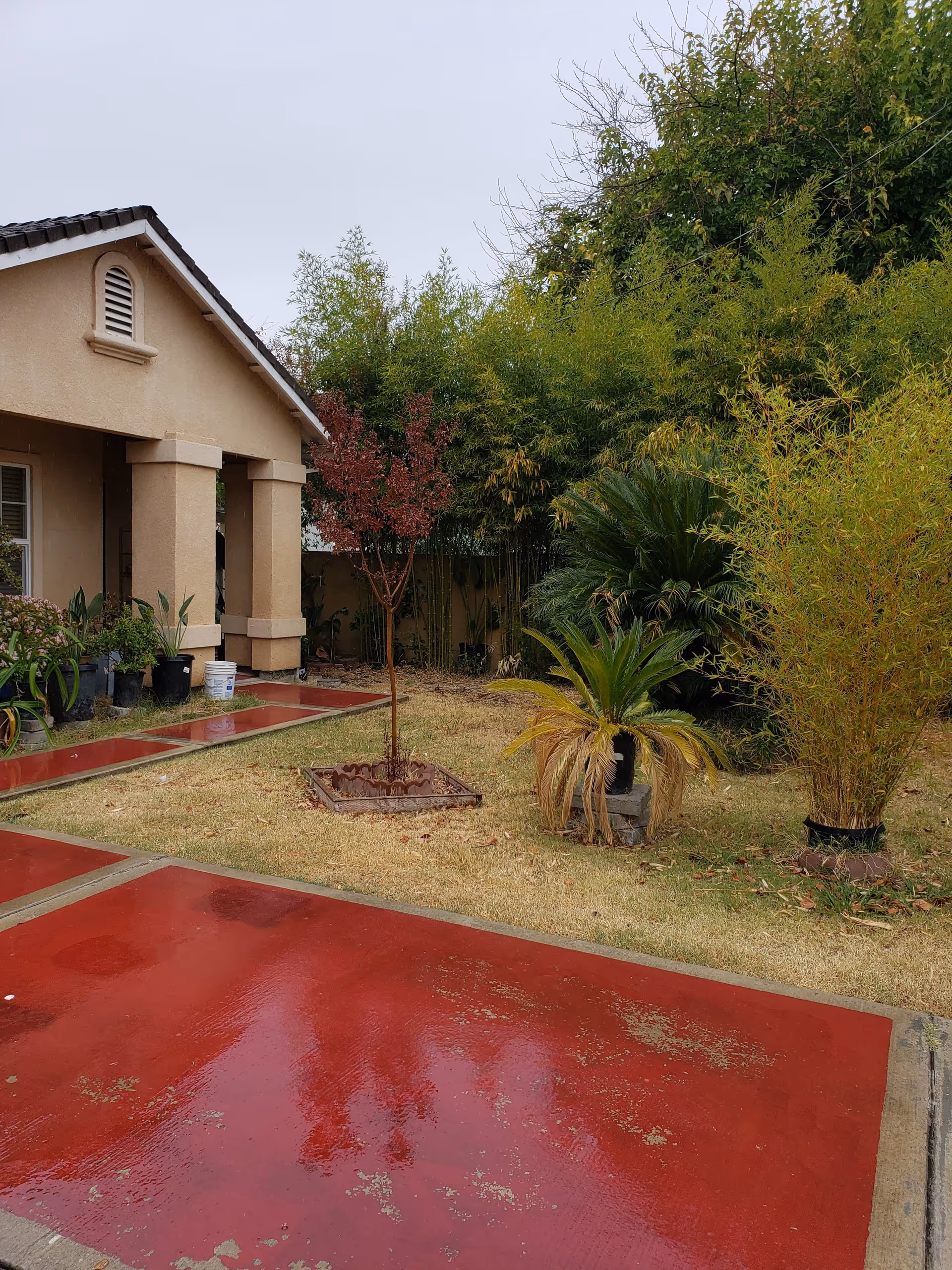 View of the outdoor area at St. Luke's Residential Facility showing a wet red concrete pathway, a small lawn with various plants including a small tree with red leaves, palm-like plants, and bamboo. The beige exterior of the building with a covered porch and several potted plants is visible on the left side.