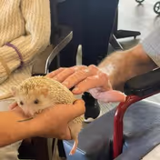A close-up of a small hedgehog being gently held by one person while another person reaches out to touch it. The scene appears to be indoors with people seated nearby, one in a wheelchair.