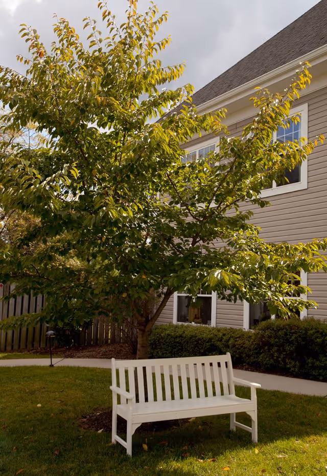 A white wooden bench placed on a grassy lawn under a leafy tree in front of a beige building with white-trimmed windows.