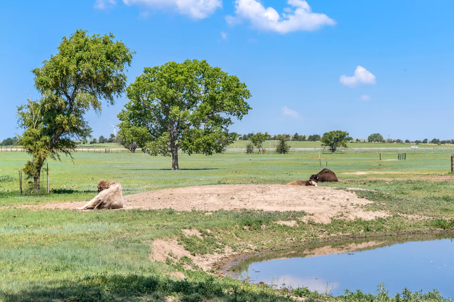A peaceful outdoor scene with two bison resting on a dirt patch near a small pond, surrounded by green grass and trees under a blue sky with a few clouds.