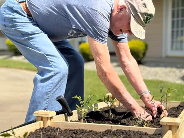 An elderly man wearing a beige cap, gray t-shirt, and blue jeans is gardening outdoors, planting small plants in a raised wooden garden bed filled with soil. The background shows a building with windows and green bushes.