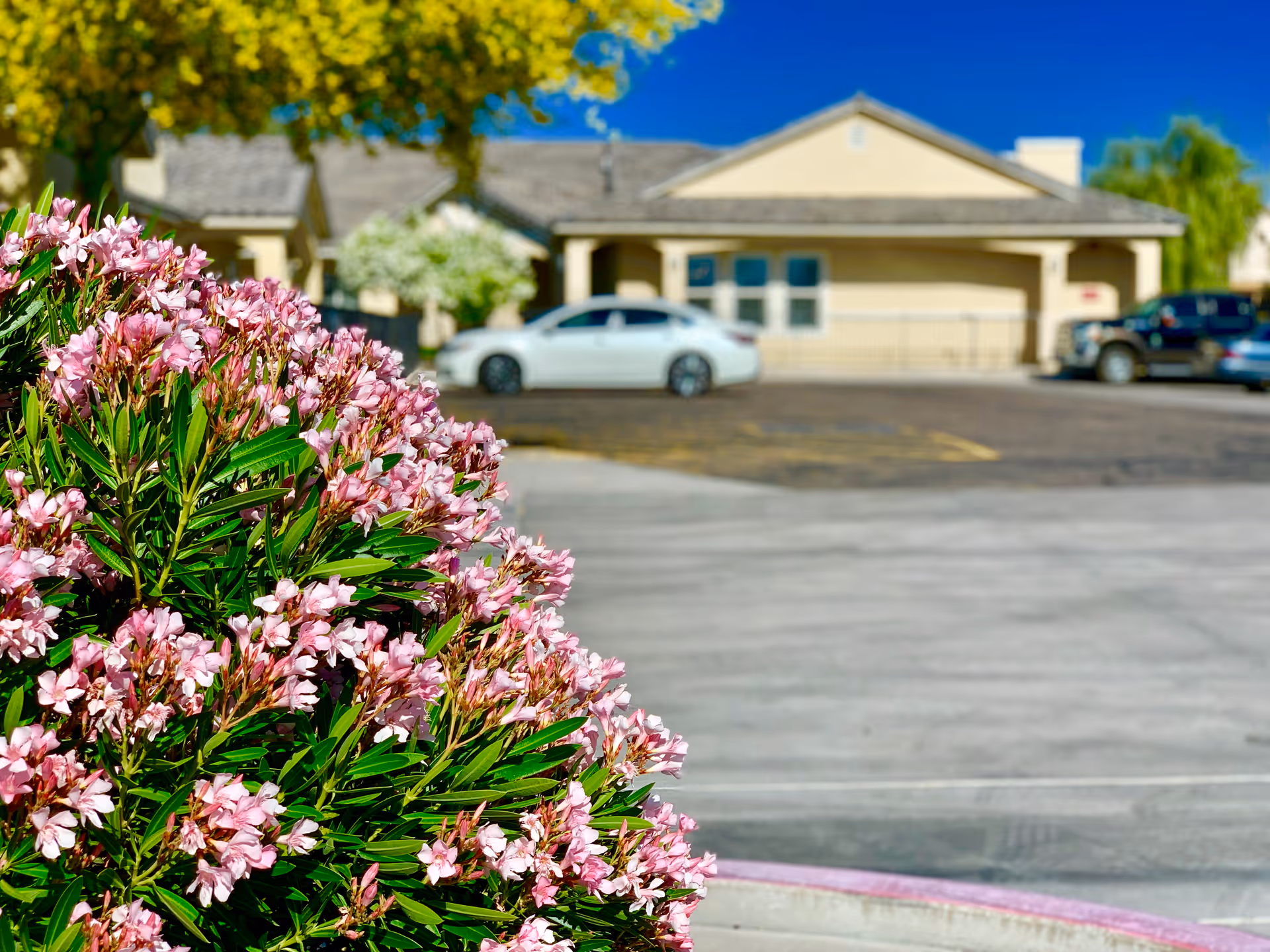 Pink flowering shrub in the foreground with a parking lot and the front of a single-story beige assisted living building and parked cars in the background.