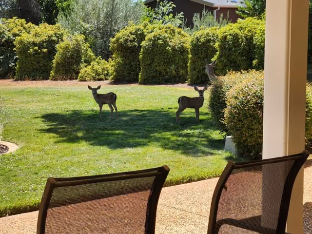 Two deer standing on a grassy lawn near shrubs, seen from a covered patio with chairs in the foreground.
